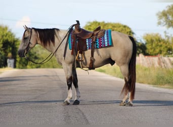 American Paint Horse, Castrone, 14 Anni, 152 cm, Pelle di daino