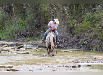 American Paint Horse, Castrone, 14 Anni, 152 cm, Pelle di daino