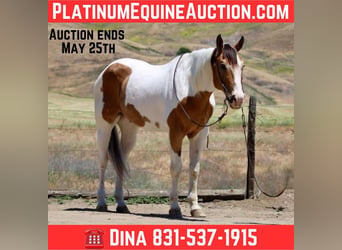 American Paint Horse, Castrone, 14 Anni, 155 cm, Pelle di daino