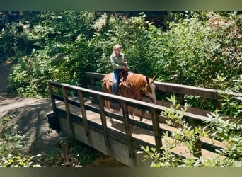 American Paint Horse, Castrone, 14 Anni, 163 cm, Rabicano