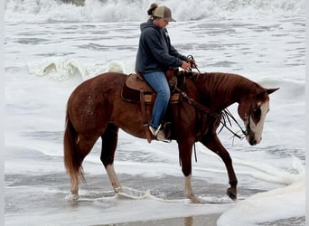 American Paint Horse, Castrone, 14 Anni, 163 cm, Rabicano