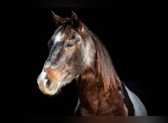 American Paint Horse, Castrone, 15 Anni, 145 cm, Baio roano