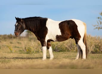 American Paint Horse, Castrone, 15 Anni, 145 cm, Baio roano