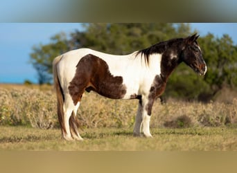 American Paint Horse, Castrone, 15 Anni, 145 cm, Baio roano
