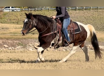 American Paint Horse, Castrone, 15 Anni, 145 cm, Baio roano