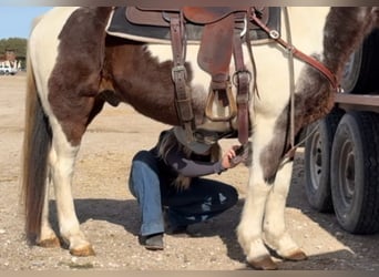 American Paint Horse, Castrone, 15 Anni, 145 cm, Baio roano