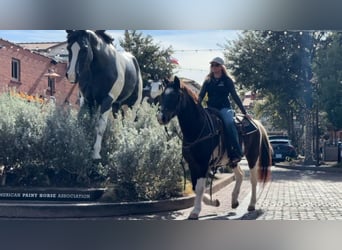 American Paint Horse, Castrone, 15 Anni, 145 cm, Baio roano