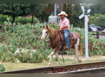 American Paint Horse, Castrone, 15 Anni, 152 cm, Overo-tutti i colori