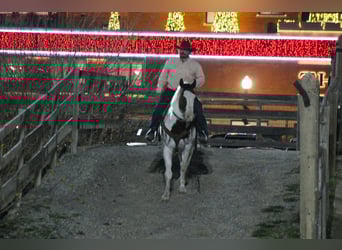 American Paint Horse, Castrone, 15 Anni, 152 cm, Pezzato