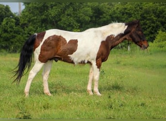 American Paint Horse, Castrone, 16 Anni, 163 cm, Tobiano-tutti i colori