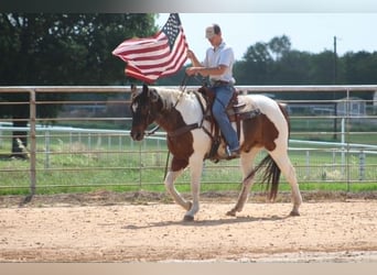 American Paint Horse, Castrone, 16 Anni, 163 cm, Tobiano-tutti i colori
