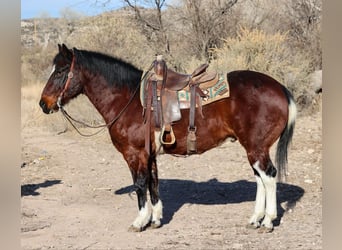 American Paint Horse, Castrone, 16 Anni, Baio ciliegia
