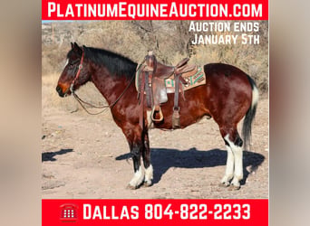 American Paint Horse, Castrone, 16 Anni, Baio ciliegia