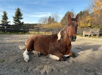 American Paint Horse Mix, Castrone, 19 Anni, 164 cm, Pezzato