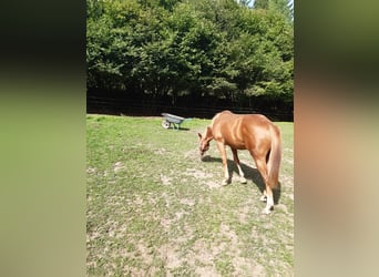 American Paint Horse, Castrone, 1 Anno, 150 cm, Sauro