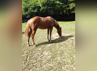 American Paint Horse, Castrone, 1 Anno, 150 cm, Sauro