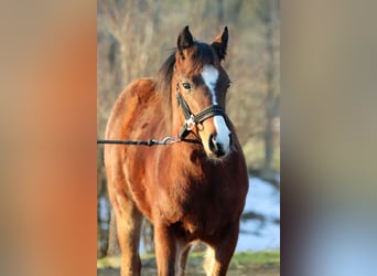 American Paint Horse, Castrone, 1 Anno, 155 cm, Baio