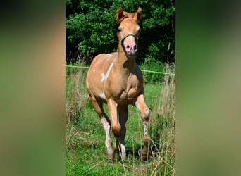 American Paint Horse, Castrone, 1 Anno, 156 cm, Pezzato