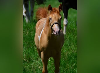 American Paint Horse, Castrone, 1 Anno, 156 cm, Pezzato