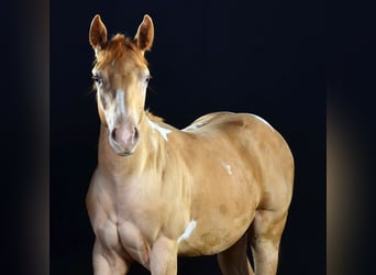 American Paint Horse, Castrone, 1 Anno, 156 cm, Pezzato