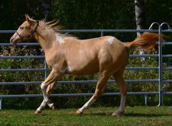 American Paint Horse, Castrone, 1 Anno, 156 cm, Pezzato