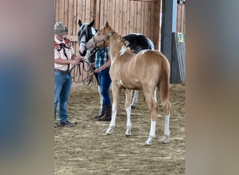 American Paint Horse, Castrone, 1 Anno, 156 cm, Pezzato
