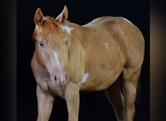 American Paint Horse, Castrone, 1 Anno, 156 cm, Pezzato