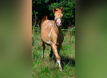 American Paint Horse, Castrone, 1 Anno, 156 cm, Pezzato