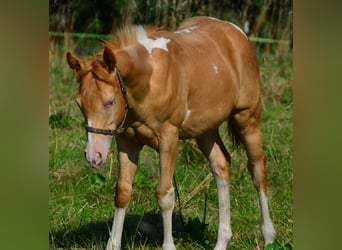 American Paint Horse, Castrone, 1 Anno, 156 cm, Pezzato