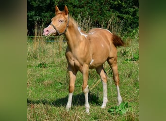 American Paint Horse, Castrone, 1 Anno, 156 cm, Pezzato