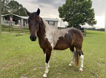 American Paint Horse Mix, Castrone, 20 Anni, 152 cm, Baio ciliegia