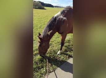 American Paint Horse Mix, Castrone, 20 Anni, 164 cm, Pezzato