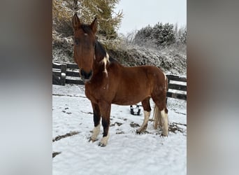 American Paint Horse Mix, Castrone, 20 Anni, 164 cm, Pezzato