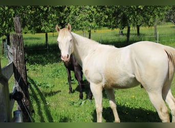 American Paint Horse, Castrone, 2 Anni, 147 cm