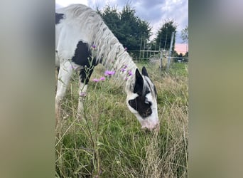 American Paint Horse, Castrone, 2 Anni, 148 cm, Tovero-tutti i colori