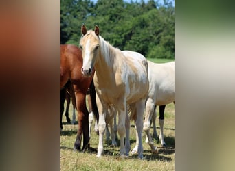 American Paint Horse, Castrone, 2 Anni, 153 cm, Champagne