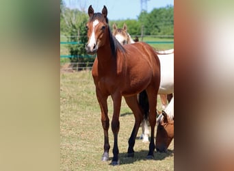American Paint Horse, Castrone, 2 Anni, 155 cm, Baio