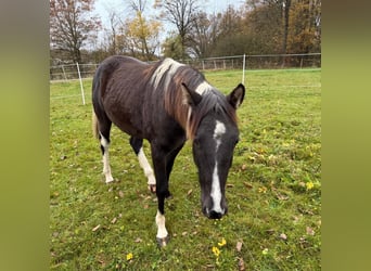 American Paint Horse, Castrone, 2 Anni, 155 cm, Pelle di daino
