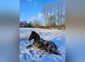 American Paint Horse, Castrone, 2 Anni, 155 cm, Pelle di daino