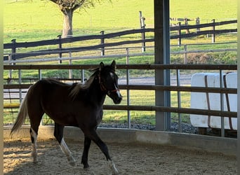 American Paint Horse, Castrone, 2 Anni, 155 cm, Pelle di daino