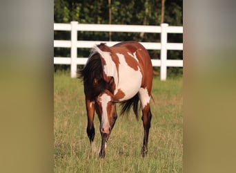 American Paint Horse Mix, Castrone, 2 Anni, 155 cm, Tobiano-tutti i colori