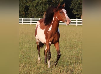 American Paint Horse Mix, Castrone, 2 Anni, 155 cm, Tobiano-tutti i colori