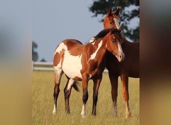 American Paint Horse Mix, Castrone, 2 Anni, 155 cm, Tobiano-tutti i colori