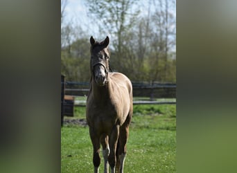 American Paint Horse, Castrone, 2 Anni, 160 cm, Champagne