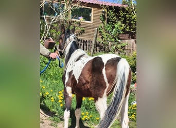 American Paint Horse, Castrone, 2 Anni, Overo-tutti i colori