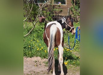 American Paint Horse, Castrone, 2 Anni, Overo-tutti i colori