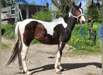 American Paint Horse, Castrone, 2 Anni, Overo-tutti i colori