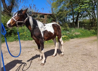 American Paint Horse, Castrone, 2 Anni, Overo-tutti i colori