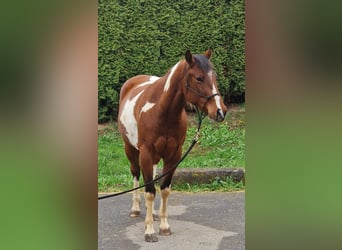 American Paint Horse, Castrone, 3 Anni, 143 cm, Tobiano-tutti i colori