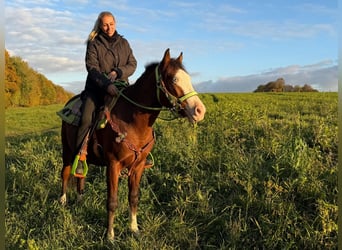 American Paint Horse, Castrone, 3 Anni, 144 cm, Pezzato